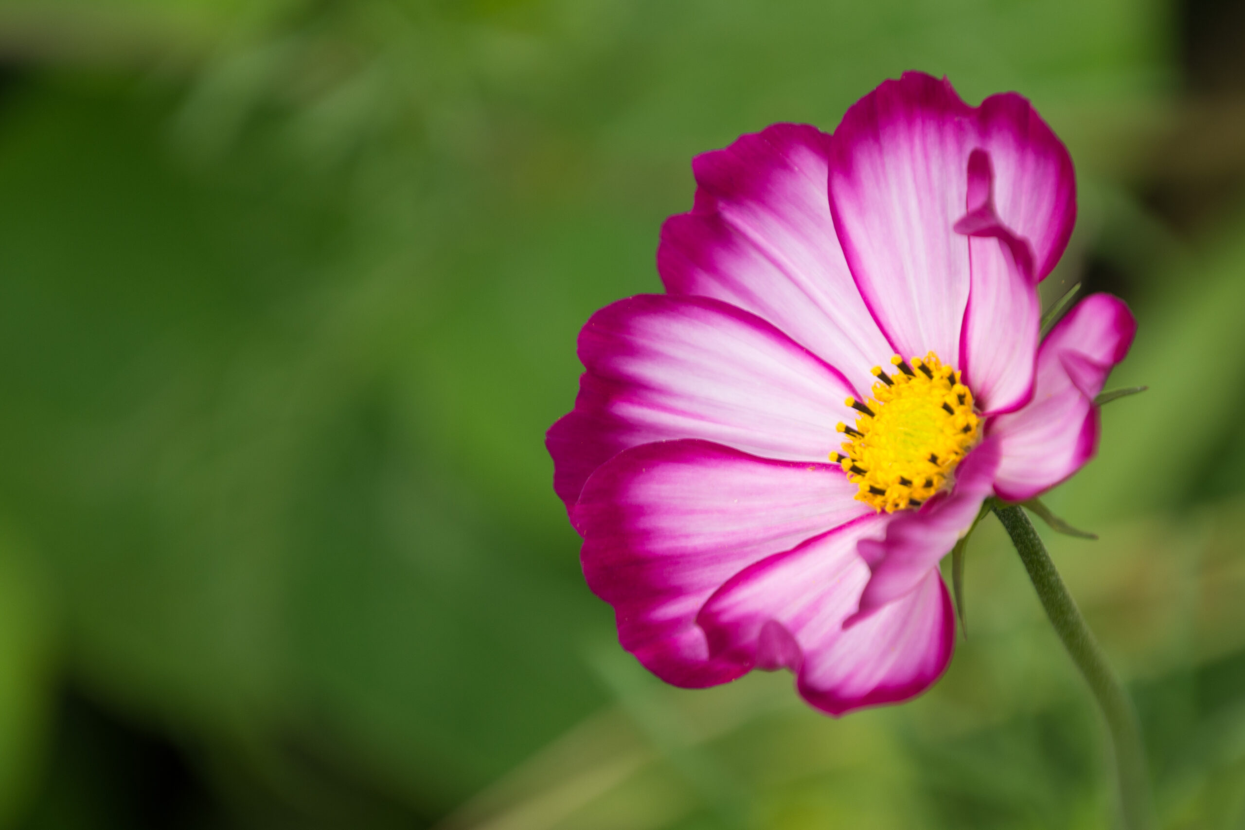 Bloem Balans en Energie. Fotografie door Marion.