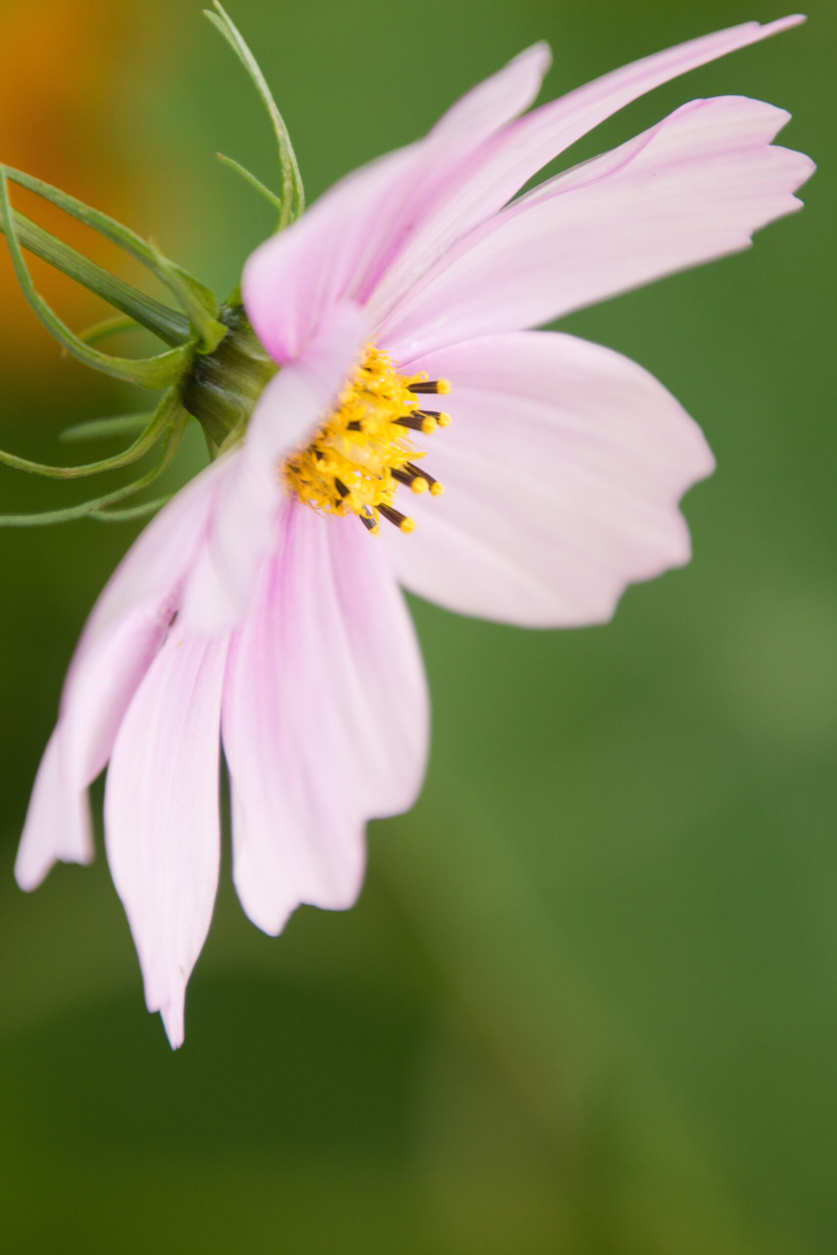 Bloem. Balans en Energie. Fotografie door Marion.