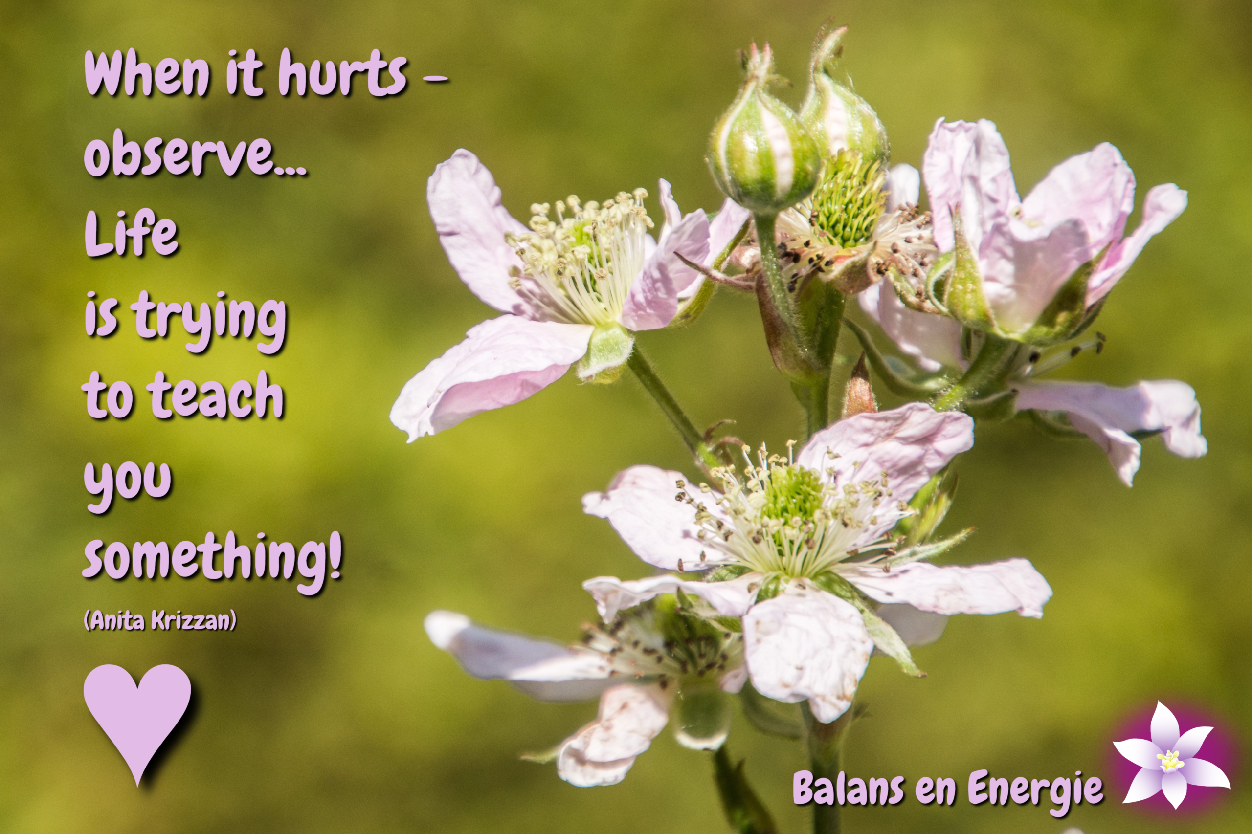 When it hurts - observe... Life is trying to teach you something! Balans en Energie. Fotografie en bewerking door Marion.