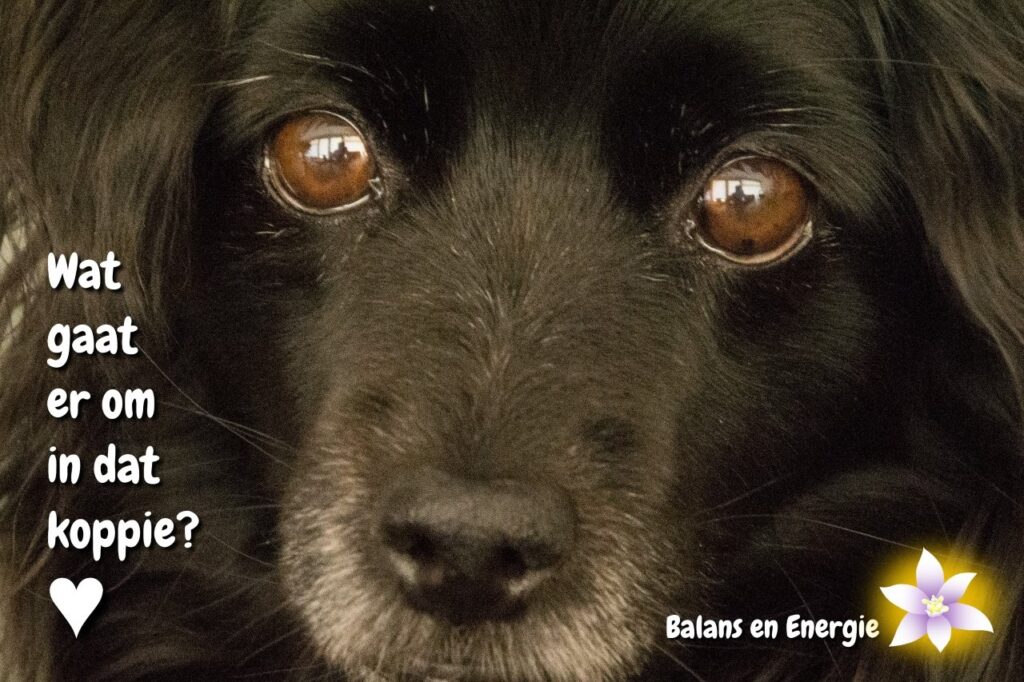 Energetische sessie met dieren. Balans en Energie. Fotografie en bewerking door Marion.