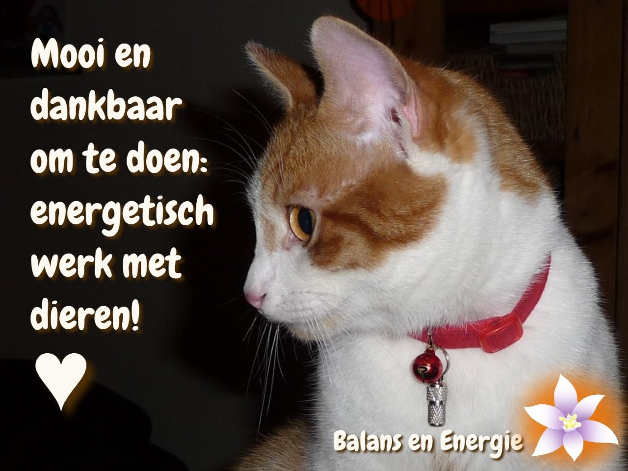 Energetisch werk met dieren. Balans en Energie. Fotografie en bewerking door Marion.